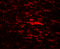 CDGSH Iron Sulfur Domain 2 antibody, 7301, ProSci, Immunofluorescence image 
