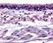 Aryl Hydrocarbon Receptor antibody, 48-197, ProSci, Immunohistochemistry paraffin image 