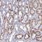 Nudix Hydrolase 7 antibody, HPA042042, Atlas Antibodies, Immunohistochemistry frozen image 