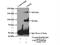Ubiquitin Specific Peptidase 32 antibody, 18838-1-AP, Proteintech Group, Immunoprecipitation image 