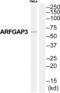 ADP Ribosylation Factor GTPase Activating Protein 3 antibody, abx014161, Abbexa, Western Blot image 