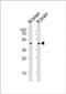 Neuropeptide Y Receptor Y2 antibody, PA5-72223, Invitrogen Antibodies, Western Blot image 