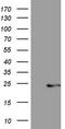 Centrin 3 antibody, LS-C790735, Lifespan Biosciences, Western Blot image 