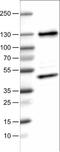 CCCTC-Binding Factor antibody, NBP2-52910, Novus Biologicals, Western Blot image 