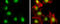 RB Binding Protein 4, Chromatin Remodeling Factor antibody, 3111, QED Bioscience, Immunofluorescence image 