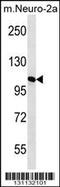 Mannosidase Alpha Class 2A Member 2 antibody, 56-467, ProSci, Western Blot image 