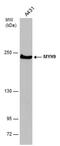 Myosin Heavy Chain 9 antibody, MA5-27765, Invitrogen Antibodies, Western Blot image 