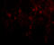 Epstein-Barr Virus Induced 3 antibody, 4977, ProSci, Immunofluorescence image 