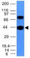 Actin Alpha 1, Skeletal Muscle antibody, orb389300, Biorbyt, Western Blot image 