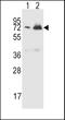 Complement Factor H Related 5 antibody, LS-B13746, Lifespan Biosciences, Western Blot image 