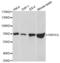 Heat Shock Protein Family A (Hsp70) Member 1 Like antibody, MBS126498, MyBioSource, Western Blot image 