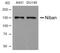 Niban Apoptosis Regulator 1 antibody, A07791, Boster Biological Technology, Western Blot image 