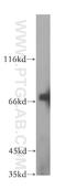 Islet Cell Autoantigen 1 Like antibody, 18021-1-AP, Proteintech Group, Western Blot image 