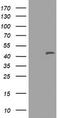 MAGE-3 antigen antibody, TA800827AM, Origene, Western Blot image 