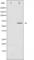 Neurofibromin 2 antibody, abx012076, Abbexa, Western Blot image 