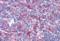 GA Binding Protein Transcription Factor Subunit Beta 1 antibody, orb19533, Biorbyt, Immunohistochemistry paraffin image 