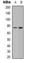 Synapsin I antibody, orb338950, Biorbyt, Western Blot image 