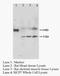 MAS Related GPR Family Member X1 antibody, orb18115, Biorbyt, Western Blot image 
