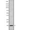 TGFB1-Induced Anti-Apoptotic Factor 1 antibody, abx218983, Abbexa, Western Blot image 