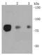 Heat Shock Transcription Factor 1 antibody, NBP2-67455, Novus Biologicals, Western Blot image 