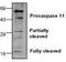 Caspase 4 antibody, NBP1-45453, Novus Biologicals, Western Blot image 