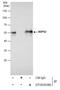 Calcium Binding And Coiled-Coil Domain 2 antibody, GTX630396, GeneTex, Immunoprecipitation image 