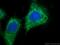 SRC Proto-Oncogene, Non-Receptor Tyrosine Kinase antibody, 11097-1-AP, Proteintech Group, Immunofluorescence image 