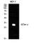 Glutamate-Cysteine Ligase Modifier Subunit antibody, STJ93249, St John