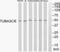 Tubulin alpha-3C/D chain antibody, PA5-39591, Invitrogen Antibodies, Western Blot image 