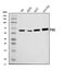 Paxillin antibody, A01033-2, Boster Biological Technology, Western Blot image 