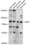 Lines Homolog 1 antibody, 15-782, ProSci, Western Blot image 