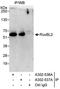RuvB Like AAA ATPase 2 antibody, A302-537A, Bethyl Labs, Immunoprecipitation image 
