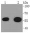 Histone Deacetylase 2 antibody, NBP2-67451, Novus Biologicals, Western Blot image 