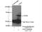 Cryptochrome Circadian Regulator 2 antibody, 13997-1-AP, Proteintech Group, Immunoprecipitation image 