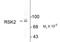 Ribosomal Protein S6 Kinase A3 antibody, NBP2-29659, Novus Biologicals, Western Blot image 