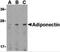 Adiponectin, C1Q And Collagen Domain Containing antibody, NBP1-77217, Novus Biologicals, Western Blot image 