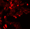 Enhancer Of Zeste 1 Polycomb Repressive Complex 2 Subunit antibody, 6261, ProSci, Immunofluorescence image 