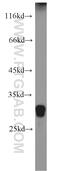 IPP isomerase 2 antibody, 16701-1-AP, Proteintech Group, Western Blot image 