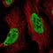 BCL2 Associated Transcription Factor 1 antibody, NBP2-58887, Novus Biologicals, Immunofluorescence image 