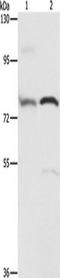 Ataxin 1 antibody, TA349697, Origene, Western Blot image 