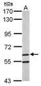 Ariadne RBR E3 Ubiquitin Protein Ligase 2 antibody, PA5-30384, Invitrogen Antibodies, Western Blot image 