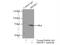 Sterol Regulatory Element Binding Transcription Factor 2 antibody, 14508-1-AP, Proteintech Group, Immunoprecipitation image 