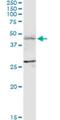 F-Box And Leucine Rich Repeat Protein 7 antibody, H00023194-M01, Novus Biologicals, Western Blot image 