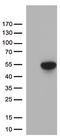 FOXP3 antibody, LS-C797044, Lifespan Biosciences, Western Blot image 
