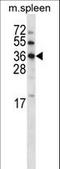  antibody, LS-C164280, Lifespan Biosciences, Western Blot image 