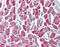 GUAA antibody, 51-536, ProSci, Immunohistochemistry frozen image 