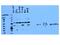 Zona Pellucida Glycoprotein 3 antibody, 21279-1-AP, Proteintech Group, Western Blot image 