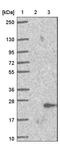 Trafficking Protein Particle Complex 6A antibody, NBP1-83167, Novus Biologicals, Western Blot image 