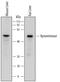 Kynureninase antibody, AF7389, R&D Systems, Western Blot image 