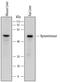 Kynureninase antibody, AF7389, R&D Systems, Western Blot image 